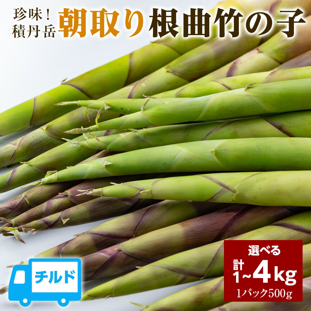 【ふるさと納税】珍味積丹岳根曲竹の子選べる1kg～2kg 1パック500g北海道ふるさと納税 積丹町 ふるさと納税 北海道 山菜 根曲がり竹 北海道産 タケノコ 筍 竹の子