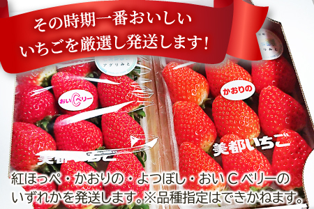 A-696 【初物！農家直送】美都いちご（350g×2パック）