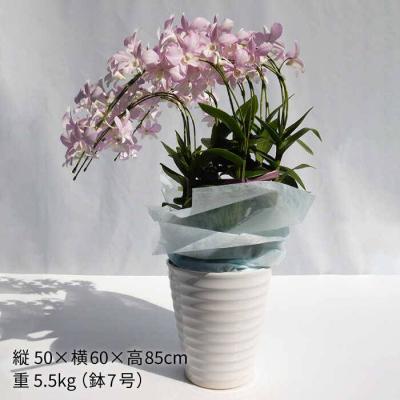ふるさと納税 糸島市 【10セット限定】デンファレ(洋蘭)7本立ち《糸島》【和饗エコファーム株式会社】[AVI002] |  | 01