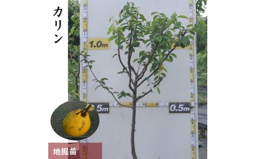 ＜すだ農園＞3年生 苗木 ◇カリン（花梨）[地掘苗 2023年] 果樹苗木 庭木 おすすめ 育てやすい 果物 家庭菜園 記念樹 シンボルツリー 人気 庭作り 実がなる木 ※2025年12月上旬～2026年4月下旬頃に順次発送予定 ※北海道・沖縄・離島への配送不可