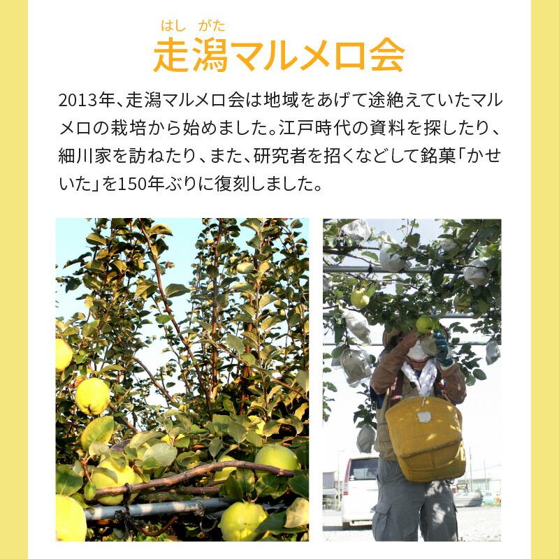 マルメロの花
