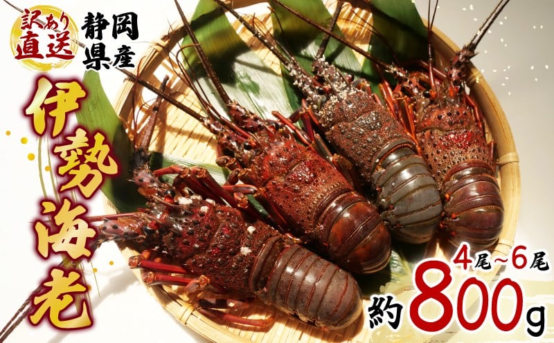 
            【 訳あり 】 伊勢海老 4尾 ～ 6尾 約 計800g 相当 沼津 我入道漁業協同組合 静岡 年末 
          