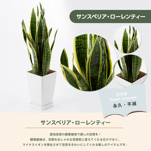 3月上旬～発送【観葉植物】サンスベリア・ローレンティー60cm～80cm(Green Base/014-1410) 観葉植物 南国鹿児島県で育った 観葉植物！植物 鉢付 観葉植物 インテリア 観葉植物