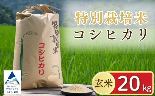 【令和7年産先行予約】げんき米 コシヒカリ 玄米 20kg  米 こめ お米 石川県産 小松市産【エコファーム北陸】