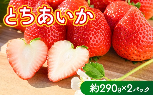 いちご（とちあいか） 290g×2パック 580g以上｜先行予約 数量限定 栃木県 果物 くだもの フルーツ 苺 イチゴ ※2025年11月下旬～2026年3月下旬頃に順次発送予定