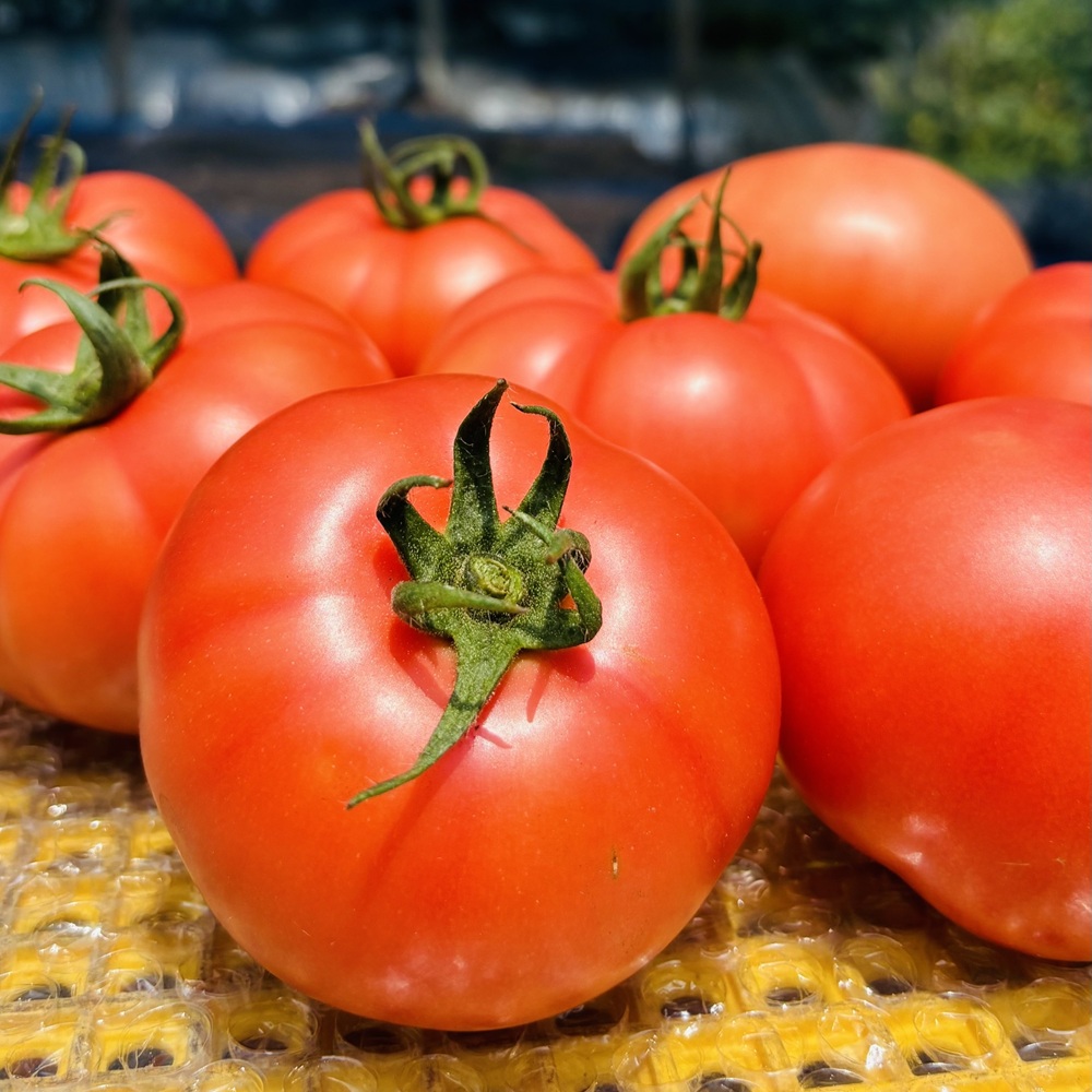 トマト 2kg 麗月 産地直送 野菜  新鮮 サラダ 赤熟 くぼなか農園 愛媛 伊予市 | A66
