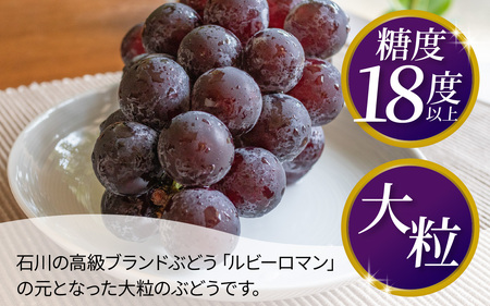  ぶどう 藤稔  1kg以上（1～3房） | ぶどう 葡萄