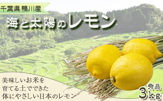 【皮ごと楽しめる】鴨川産『海と太陽のレモン』秀品３kg（約25個）【12月発送】《先行予約》《選べる発送月》鴨川レモン 国産レモン 低農薬 防腐剤不使用 ちばエコ農産物 グリーンレモン 完熟レモン ブランドレモン [鴨川レモン組合][0011-0057]