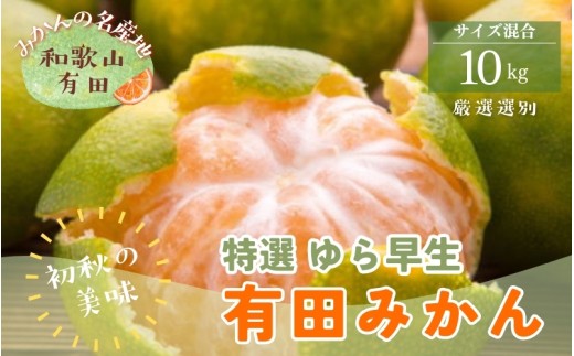 【初秋の美味】特選　ゆら早生有田みかん　約10kg+200g(傷み補償分)【2026年10月中旬～11月上旬頃に順次発送予定】【ard235A】