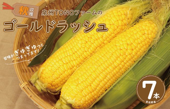 【先行予約】秋収穫！ゴールドラッシュ 7本セット とうもろこし 【大阪 泉佐野 大阪府 泉佐野市】