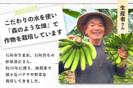 希少！こだわりの水を使い「森ような畑」で栽培する、特別なバナナ【 沖縄県石垣市 沖縄 石垣 石垣島 石垣島産 バナナ ばなな 農薬不使用 化学肥料不使用 離島のいいもの 沖縄いいもの石垣島 】OI-1