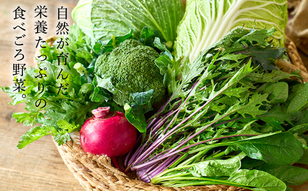 旬の新鮮なお野菜を産地直送！ベジプラ特選 旬の野菜セット【定期便：4回　春(5月)・夏(7月)・秋(11月)・冬(1月) 】 / 野菜 詰め合わせ セット 野菜セット 新鮮 ギフト やさい 苦みが少な