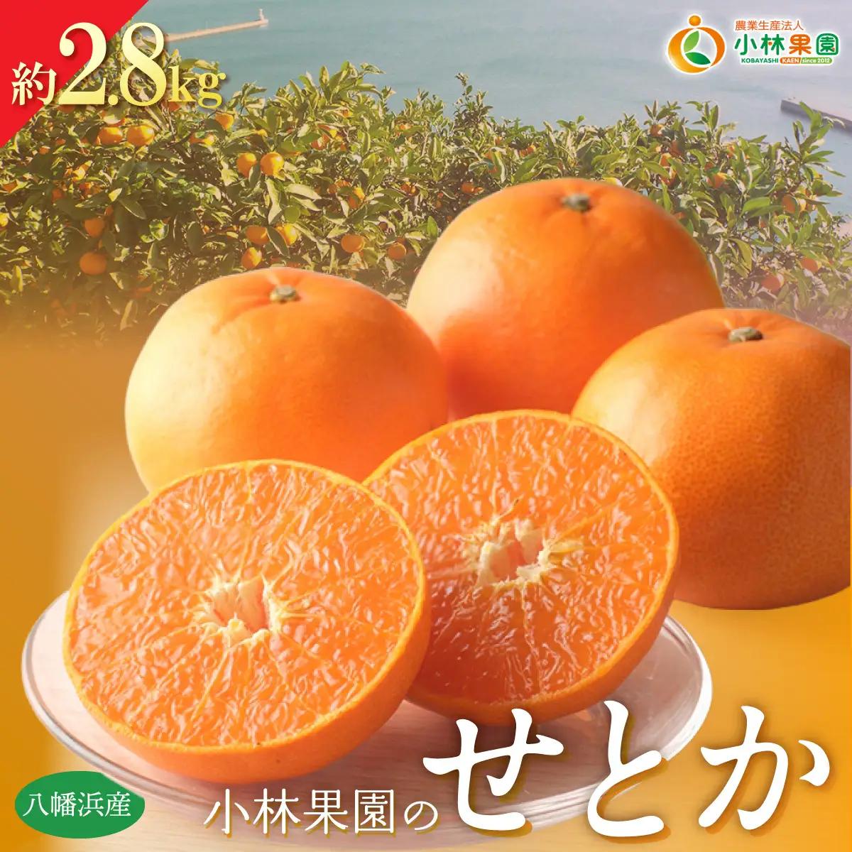 【先行受付】愛媛・小林果園のせとか 約2.8kg【C24-31】【1519398】 YWTAD022