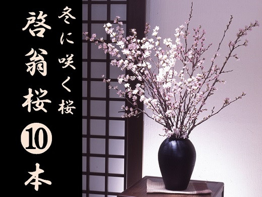 
            食の都庄内　冬に咲く桜「啓翁桜」（10本束）
          