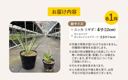ユッカ リギダ ＆ サンセベリア ボンセレンシスドワーフ 各1株 Yucca rigida ＆ sansevieria boncellensis dwarf 長与町/アグリューム　[EAI220]