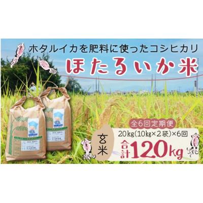 ふるさと納税 滑川市 【毎月定期便】ほたるいか米　玄米　20kg(10kg×2袋)全6回