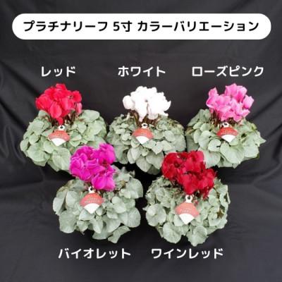 ふるさと納税 北茨城市 【長谷川園芸オリジナル品種】北茨城産 シクラメンプラチナリーフ 5寸 ワインレッド※11〜12月出荷 |  | 01
