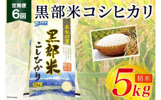 [№5313-0037]定期便 米 黒部米 コシヒカリ 5kg×6回 総計30kg 精米 白米 こしひかり お米 /黒部市農業協同組合/富山県 黒部市【ご飯 名水】