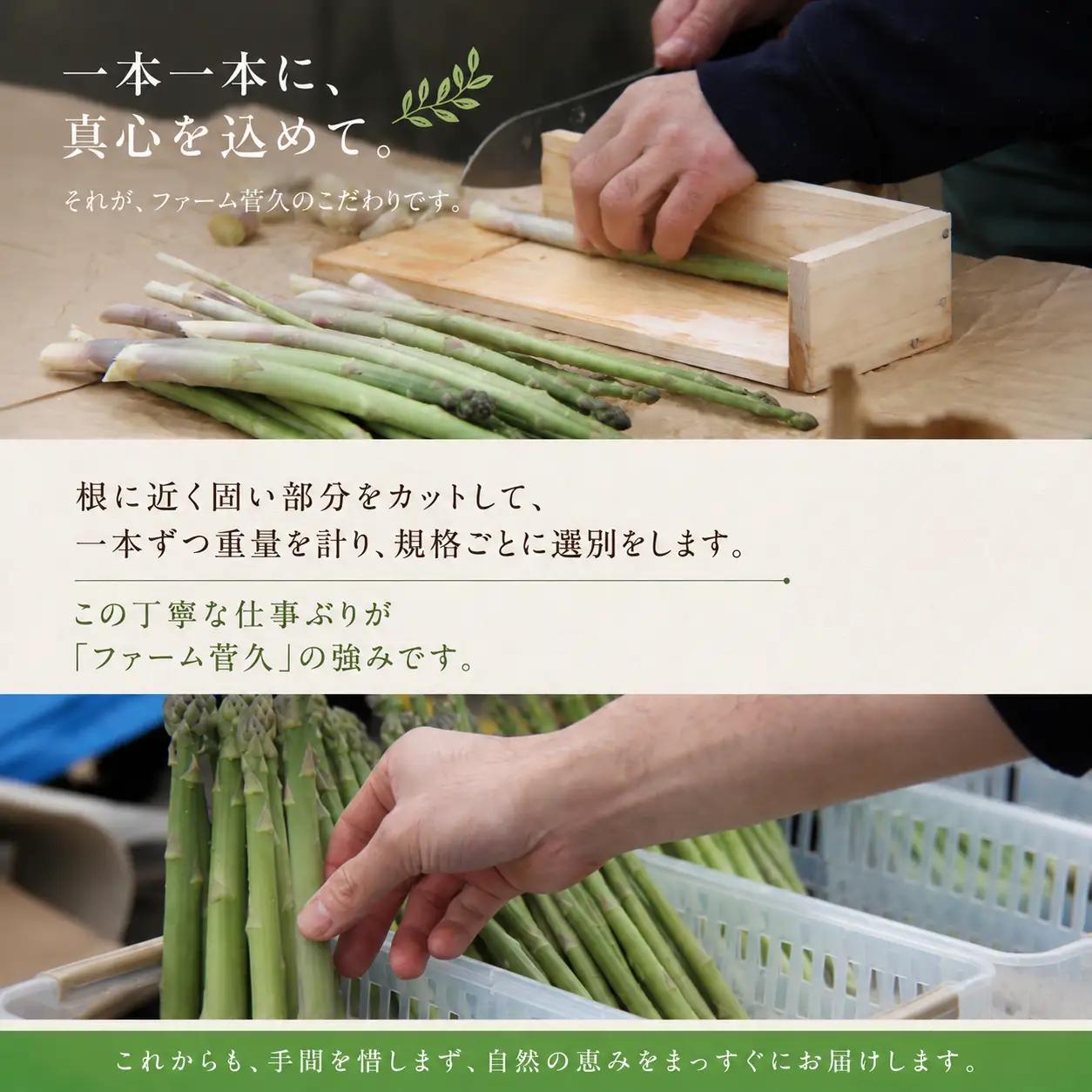 農家直送 国産 アスパラ M ～ LL 総量 500g 以上 【ファーム菅久】 アスパラガス グリーンアスパラ 旬 野菜 やさい 冬野菜 新鮮 産地直送 岩手県 雫石町 500グラム ５００g 大容量