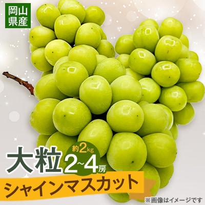 【2026年9月下旬発送】大粒シャインマスカット 約2kg(2～4房)【配送不可地域：離島・北海道・沖縄県】