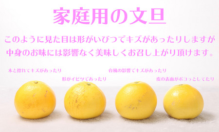 ハッピーフルーツ果樹園 土佐文旦 5kg 家庭用 文旦