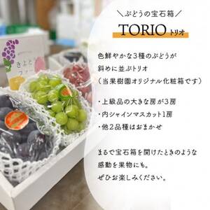【きよとうファーム】葡萄の宝石箱トリオ(シャインマスカット入り3品種詰合せ)(岡山県産)【配送不可地域：離島】【1606494】