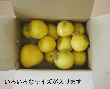 訳あり 河内晩柑 愛南ゴールド 10kg 河内晩柑 吉田農園