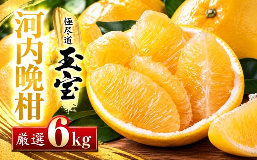 ＜愛媛名産＞玉宝河内晩柑　6kg＜C64-53＞_みかん ミカン 柑橘 河内晩柑 晩柑 フルーツ くだもの 果物 ふるーつ 青果 果実 甘い ジューシー 産直 産地直送 旬 柑橘類 人気 愛媛 果汁 八幡浜市 和製グレープフルーツ 【1511221】 YWTY042