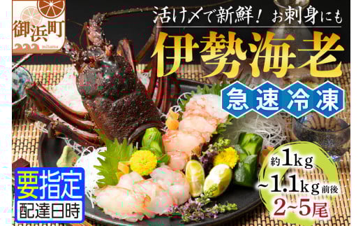 文恵丸水産の熊野灘産活〆急速冷凍伊勢海老　竹2～5尾 約1～1.1kg前後【魚介 伊勢海老 伊勢えび 海老 えび 三重県 御浜町 冷凍】