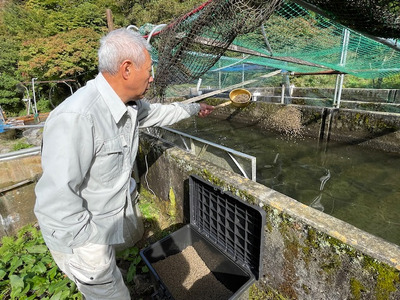絶品！信州サーモン ブロック 300g～320g |  魚 サーモン 信州サーモン 刺身 切り身 長野県 天龍村 信州 信州サーモン 