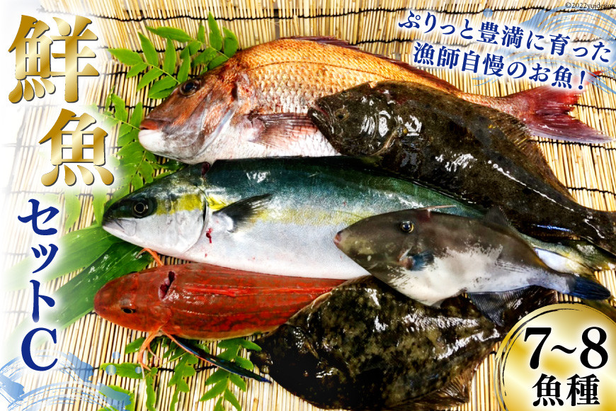 
漁師さんの鮮魚セットC 7～8魚種《5月後半～1月前半お届け》 [FishMarket38 宮城県 気仙沼市 20564289] 期間限定 産地直送 旬 魚介 魚 さかな 詰め合わせ
