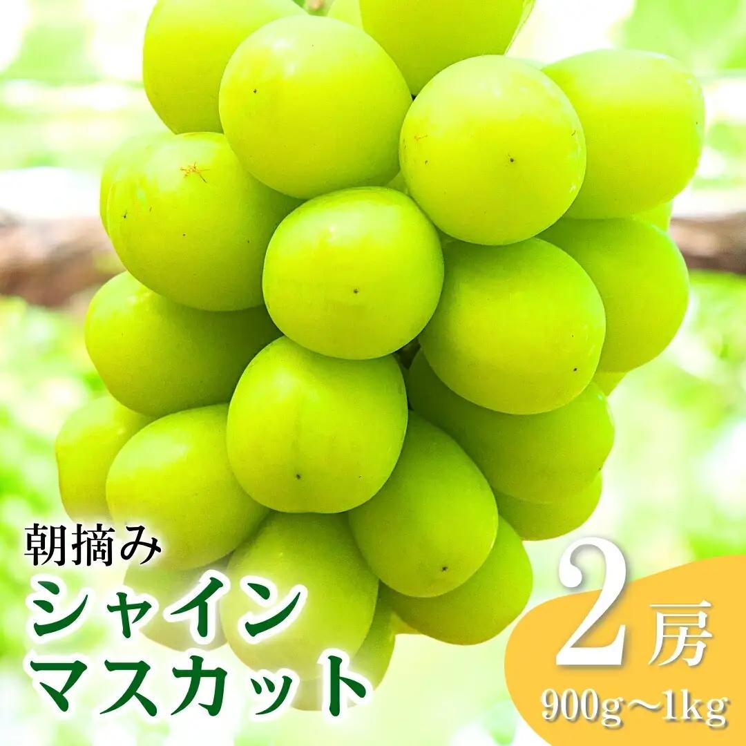 シャインマスカット 朝摘み 約900g ~ 1kg（2房） 葡萄 ブドウ 白ぶどう 朝採り 種無し 種なし 皮ごと 千曲市 長野県 信州｜ シャインマスカット