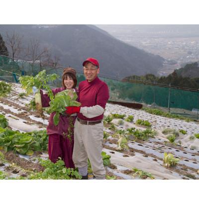 ふるさと納税 東みよし町 田口農園徳島の世界農業遺産ブランド野菜　 農家人が選ぶ旬野菜のおまかせセット