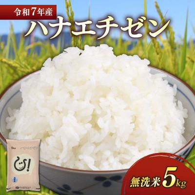 ふるさと納税 彦根市 令和7年産 ハナエチゼン白米無洗米5kg 噛むたびに広がる甘み