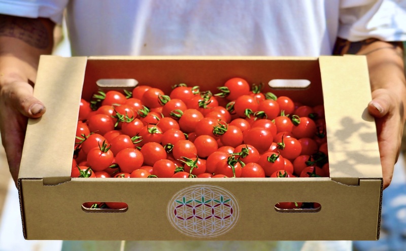 富良野産 ミニトマト (赤) 約3kg (阿部農園) トマト ミニトマト 野菜 新鮮 農家直送 北海道 富良野市