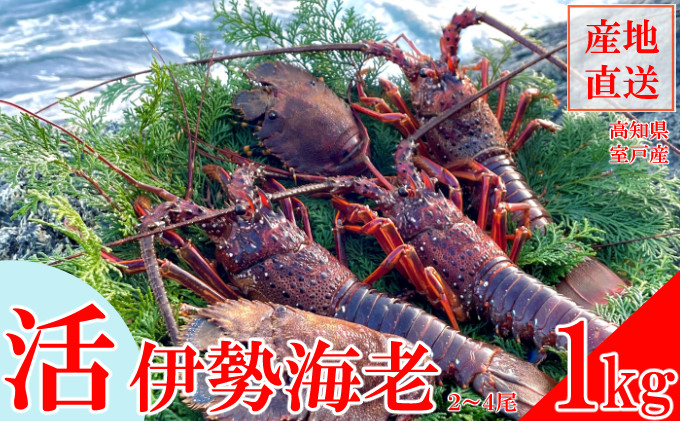 
            活き伊勢海老 1kg （2～4尾）
          