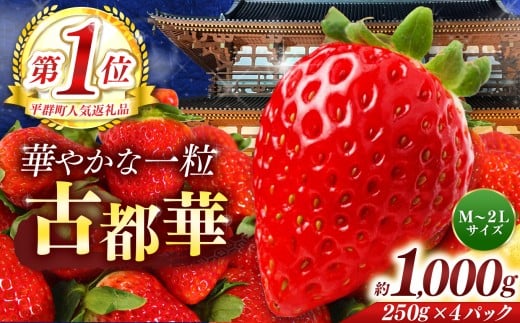 平群 の 古都華 約 1000g （ 4パック ） サイズ おまかせ （ M ～ 2L サイズ） |  先行予約 フルーツ 果物 くだもの ブランド いちご 苺 古都華 ことか 甘い 大人気 満足 希少 希少品種 ストロベリー 美味しい 品種 特徴 糖度 ルビー色 2月 3月 4月 発送 旬 送料無料 濃厚 香り 果汁 味わい深い お取り寄せ 産地直送 へぐり果実堂 名産地 奈良県 平群 町