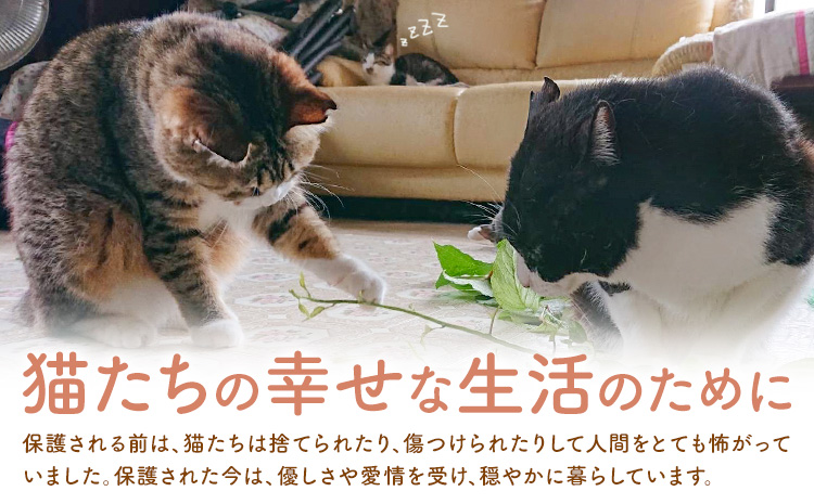 【返礼品なし】保護猫支援寄附 30,000円 一般社団法人オープンセサミアライブ 熊本県 南阿蘇村 保護猫 支援 猫 ネコ ねこ 生活支援 動物愛護 保護 返礼品なし 寄附 牧場 オープンセサミ アニ