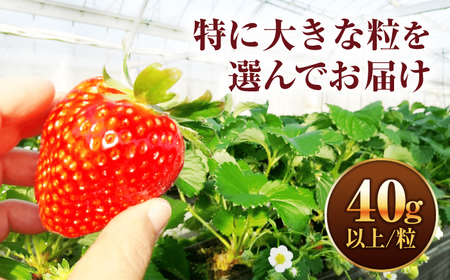 いちご 【3回定期便】 大粒 いちご [ANFX004] いちご