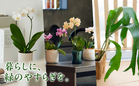 ＼あとから選べる ／花・観葉植物カタログ 5万5千円分 オンライン 有効期限なし 後から選べる 植物 グリーン 花 お花 胡蝶蘭 オンラインカタログ 後から 体験 チケット インテリア 愛知県 豊橋市