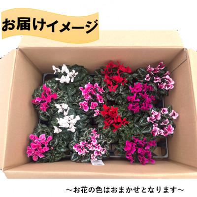 ふるさと納税 吉賀町 【10月〜11月発送】ガーデンシクラメン　3号ポット(12個入り) |  | 01