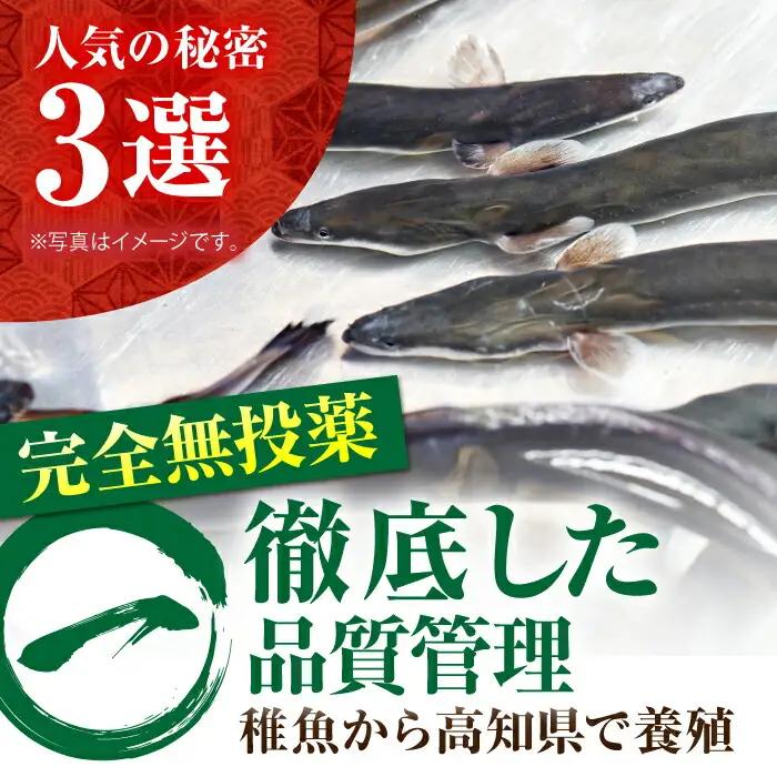 高知県産 うなぎ蒲焼き 約90g×2尾 タレ付き / うなぎ 鰻 ウナギ 国産うなぎ 【株式会社 四国健商】 [ATAF064]