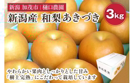 【2026年先行予約】和梨 あきづき 3kg（5～9玉）《9月中旬～順次出荷》果物 なし 梨 フルーツ 新鮮 ジューシー 産地 加茂市 樋口農園