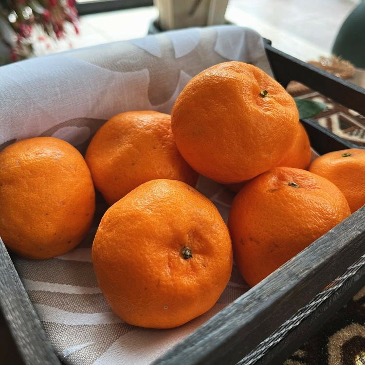 【ふるさと納税】【選べる内容量】特選 完熟 ポンカン 約2kg or 約3kg［先行予約］［MS48］ | フルーツ 果物 くだもの 食品 人気 おすすめ 送料無料 農家直送