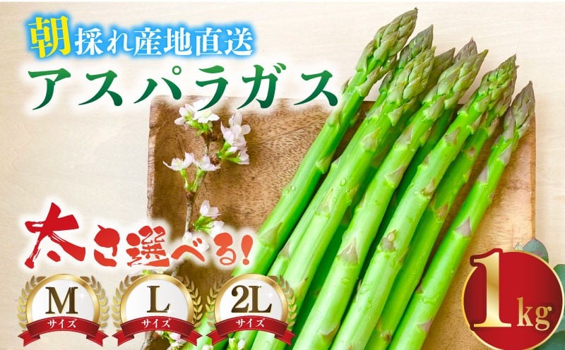 
            先行予約 アスパラガス M～2L 1kg 令和8年産 アスパラ 甘い 太い 柔らかい 特産品 野菜 春野菜 夏野菜 産地直送 新鮮 旬 あすぱら 国産 冷蔵配送 新潟 新発田 高田農園 takada003P
          