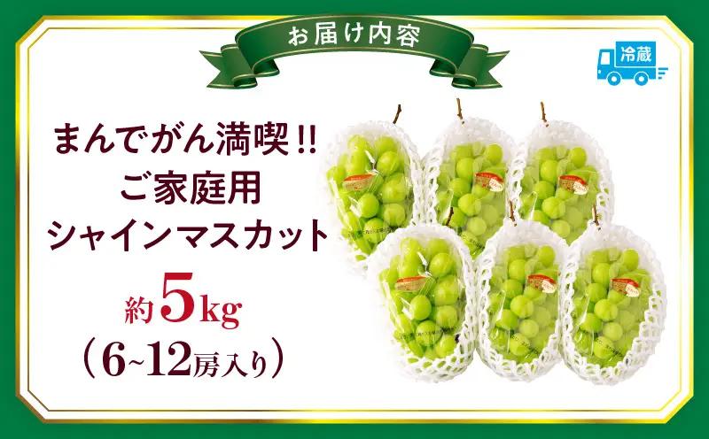 まんでがん満喫‼　ご家庭用シャインマスカット　約5kg | シャインマスカット マスカット ぶどう ブドウ 葡萄 果物 フルーツ 新鮮 くだもの 国産 ギフト お裾分け 旬 人気 種なし 皮ごと食べら
