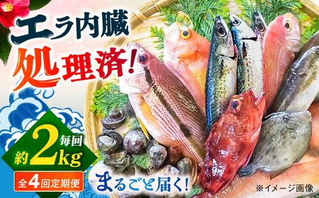 【全4回定期便】旬の地魚セット2kg（エラ/内臓処理済） 五島市/五島FF[PBJ002]鮮魚 定期便