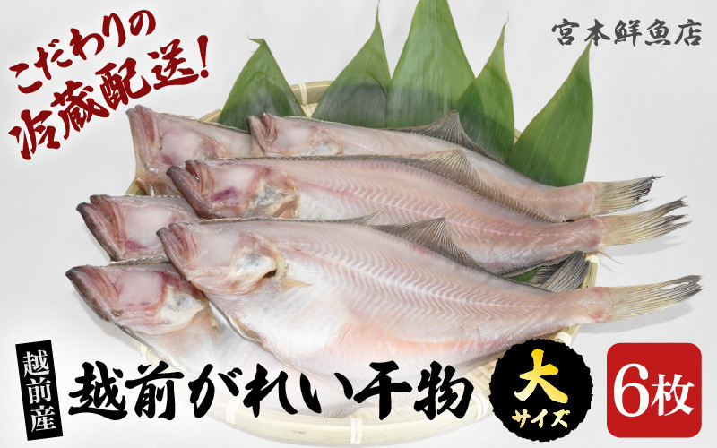 
                  【先行予約】冷蔵配送！ 越前産 赤かれい 干物 大サイズ 6枚 添加物不使用 産地直送！こだわり一夜干し 調理しやすい【2026年9月以降順次発送】【魚介 ひもの 干物 赤ガレイ かれい干物 カレイひもの 人気 お取り寄せ グルメ】 [e43-a004]
                