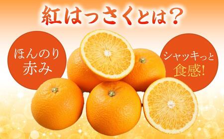 先行予約！希少な紅はっさく 12～18個入り（L～2Lサイズ）【2025年1月初旬頃から発送】【KG9】
