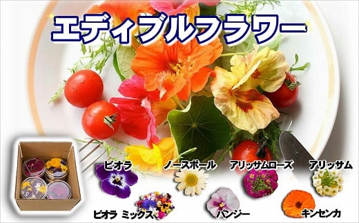 
            食べられる綺麗なお花　エディブルフラワー( 花 お花 フラワー エディブルフラワー 食用花 食用 )【B1-129】
          